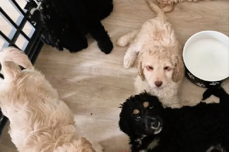 Cockapoo