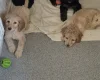 Cockapoo