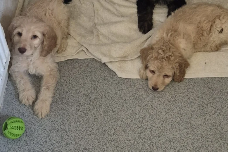 Cockapoo