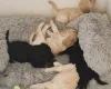 Cockapoo