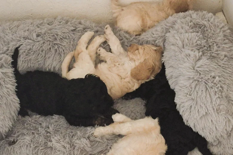 Cockapoo
