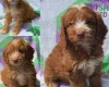 Cockapoo