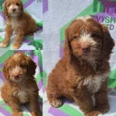 Cockapoo