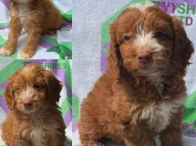 Cockapoo