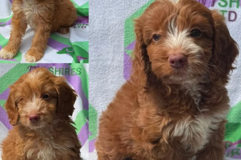 Cockapoo