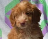 Cockapoo