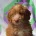 Cockapoo