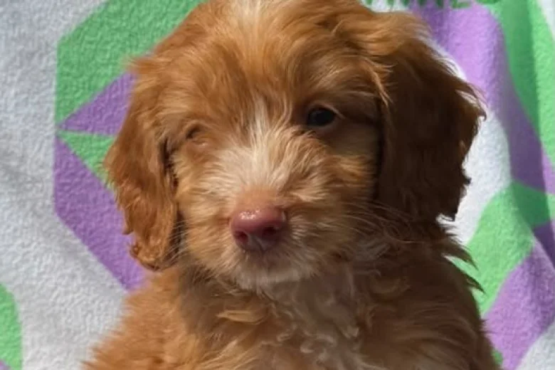 Cockapoo