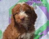 Cockapoo