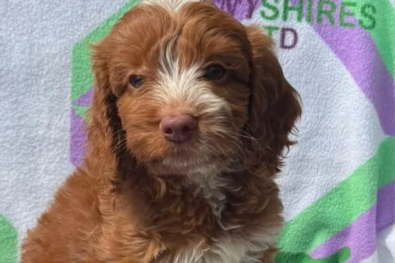 Cockapoo