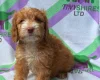 Cockapoo