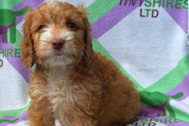 Cockapoo