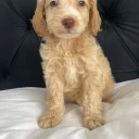 Cockapoo