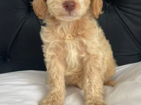 Cockapoo