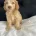 Cockapoo