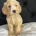 Cockapoo