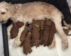 Cockapoo