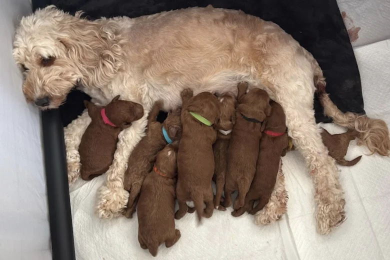 Cockapoo