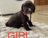 Cocker Spaniel (Working)