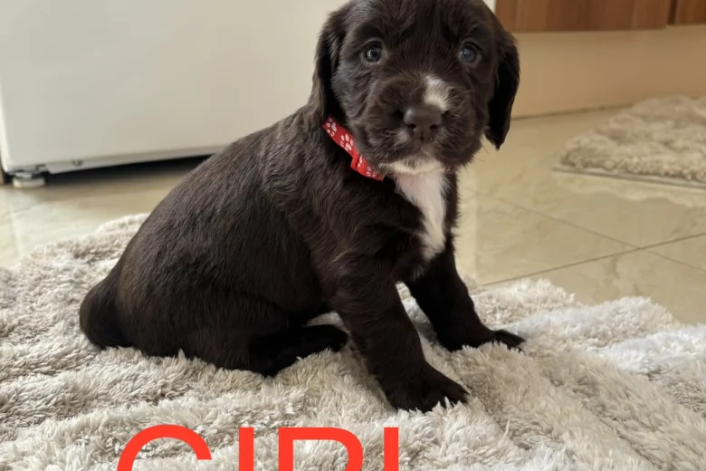Cocker Spaniel (Working)