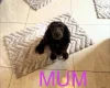 Cocker Spaniel (Working)