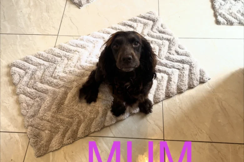 Cocker Spaniel (Working)