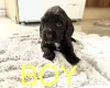 Cocker Spaniel (Working)