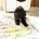 Cocker Spaniel (Working)