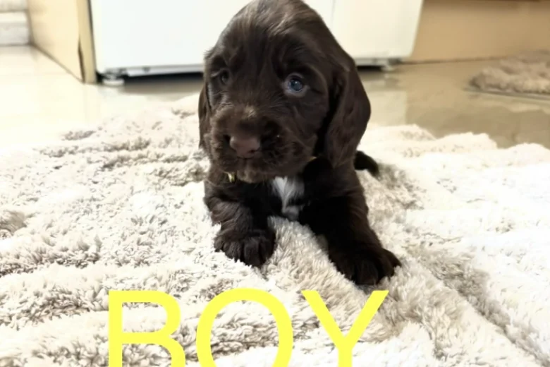 Cocker Spaniel (Working)