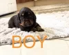 Cocker Spaniel (Working)