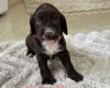 Cocker Spaniel (Working)