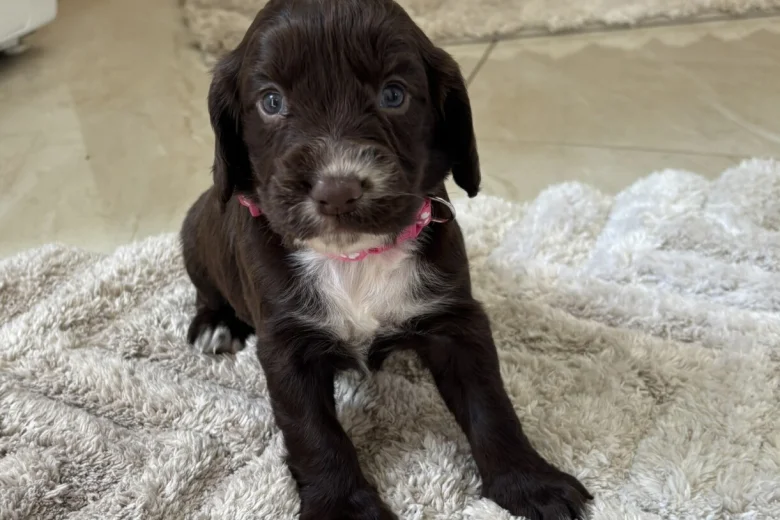 Cocker Spaniel (Working)