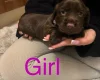 Cocker Spaniel (Working)