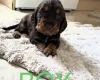 Cocker Spaniel (Working)
