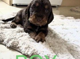 Cocker Spaniel (Working)