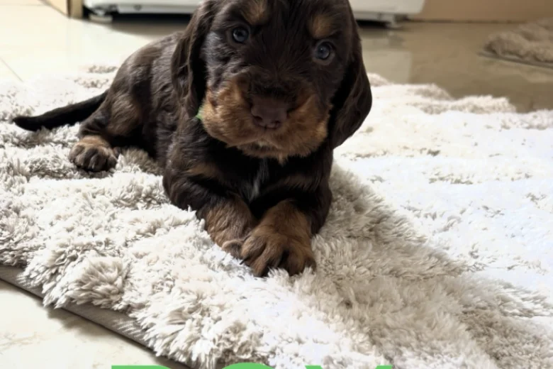 Cocker Spaniel (Working)