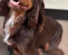 Cocker Spaniel (Working)