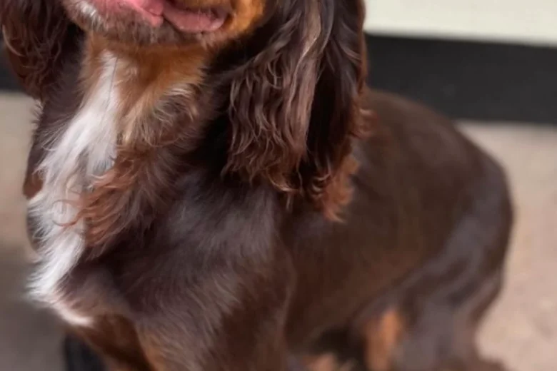 Cocker Spaniel (Working)