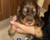 Cocker Spaniel (Working)