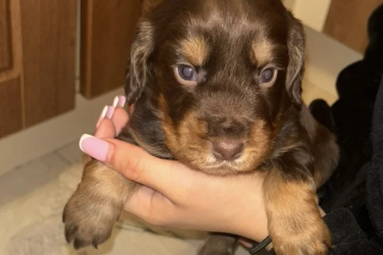 Cocker Spaniel (Working)