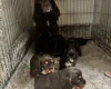 Cocker Spaniel (Working)