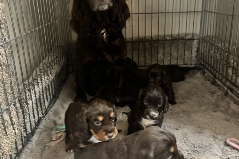 Cocker Spaniel (Working)
