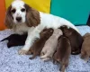 Cocker Spaniel (Show)