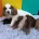 Cocker Spaniel (Show)