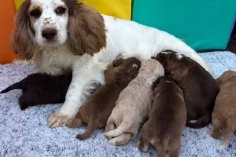 Cocker Spaniel (Show)