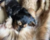 Cocker Spaniel (Show)