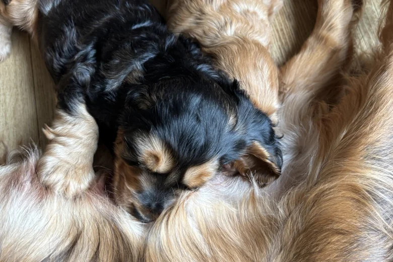 Cocker Spaniel (Show)