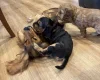 Cocker Spaniel (Show)