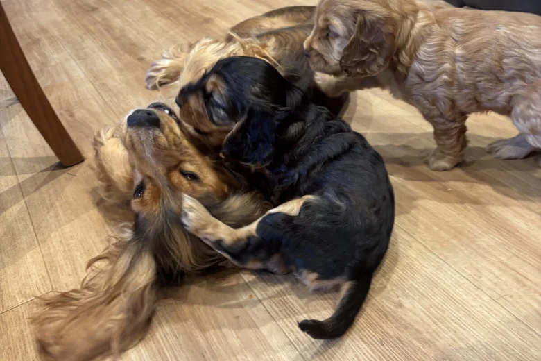 Cocker Spaniel (Show)