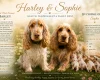Cocker Spaniel (Show)
